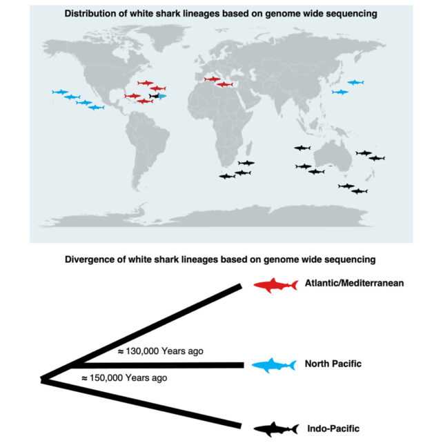 The DNA of Great Whites