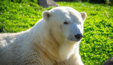 Brookfield Zoo welcoming new polar bear this fall