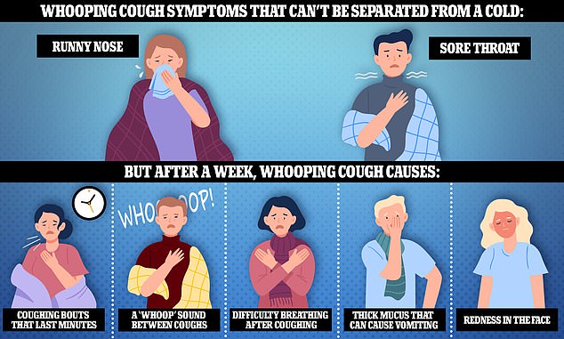 Early signs of whooping cough often look like a common cold. But they worsen to include rib-cracking coughs and wheezing between coughing, as well as vomiting