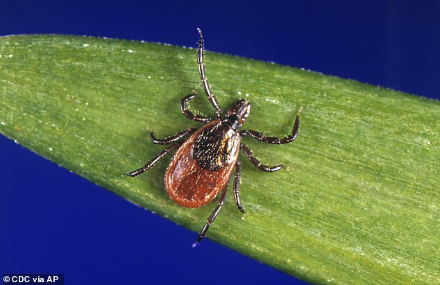 Most cases of the bacterial infection, spread through the bite of blacklegged ticks (pictured), can be treated successfully with a few weeks of antibiotics but, left untreated, can spread to joints, the heart, and the nervous system