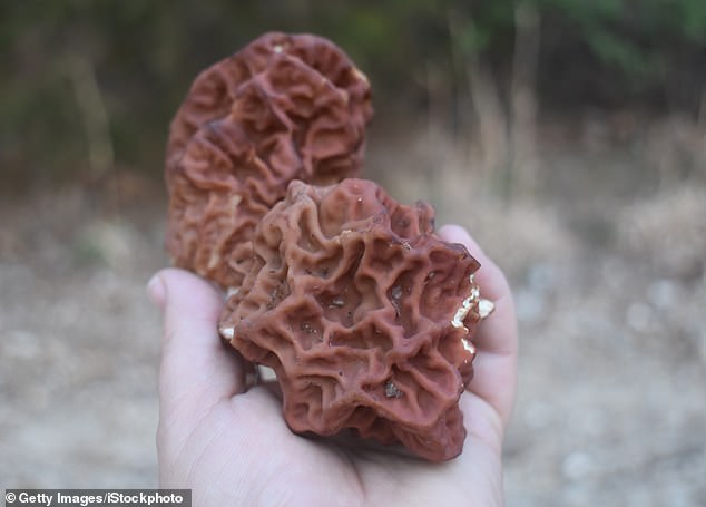The false morel [shown] is often reddish-brown, whereas true morels are typically green or gray. False morels are also a different shape and has brain-like folds and ridges