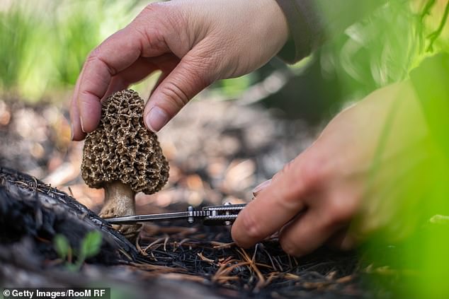 A true morel is a gourmet delicacy, though it must be properly cooked or could be poisonous. True morels are often featured in Michelin-starred restaurants and in high-end cuisine