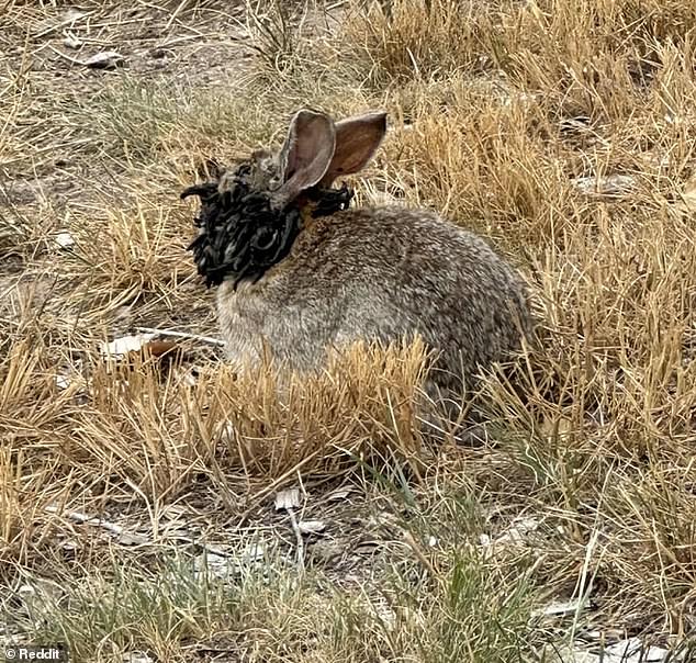 A Reddit user posted an image in 2024 of a rabbit in Fort Collins, Colorado, exhibiting signs of Shope papilloma virus