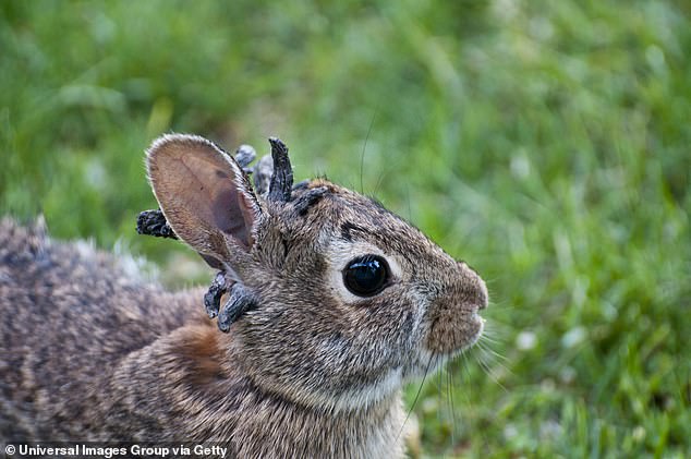 The horns created by Shope papilloma virus are often benign, but some cases of the virus can cause cancerous tumors to form (Stock Image)