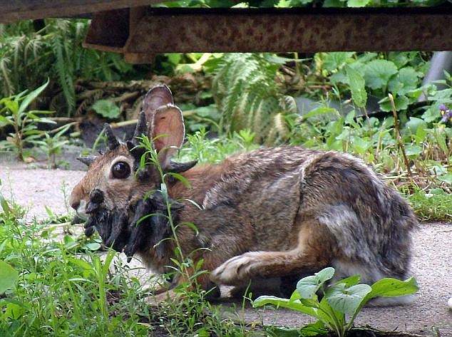 In 2013, video of another rabbit with Shope papilloma virus (pictured here) captivated viewers online