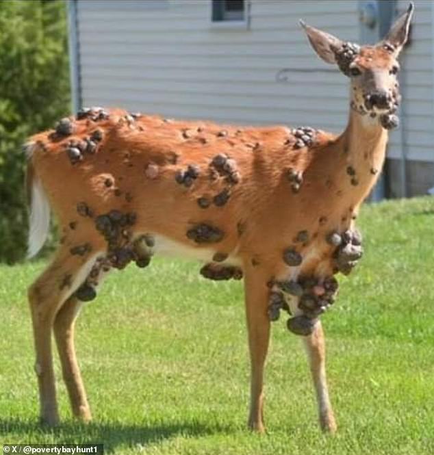 Deer warts are spread by a virus which is transmitted through mosquito and tick bites. This deer, posted on X, was photographed in Ohio