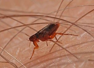 The clip begins by explaining an individual is infected after being bitten by a flea