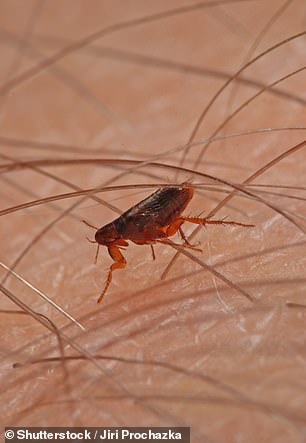 The clip begins by explaining an individual is infected after being bitten by a flea