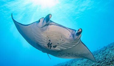 New records have revealed that a Florida company snatched a rare manta ray from the wild and kept it in captivity until it had to be euthanized (pictured: a manta ray off the Kona coast of Hawaii)