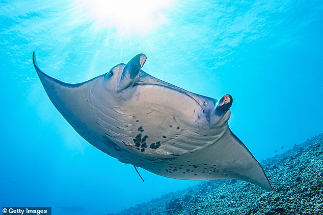 New records have revealed that a Florida company snatched a rare manta ray from the wild and kept it in captivity until it had to be euthanized (pictured: a manta ray off the Kona coast of Hawaii)