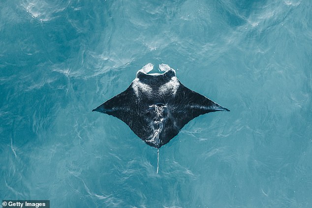 Last month a video of a Florida fishing group capturing a protected manta ray near Panama City Beach to be taken to SeaWorld Abu Dhabi went viral and sparked outrage