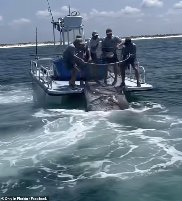 Last month a video (shown here) of a Florida fishing group capturing a protected manta ray near Panama City Beach to be taken to SeaWorld Abu Dhabi went viral and sparked outrage