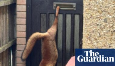 Week in wildlife: a clumsy fox, swinging orangutang and rescued jaguarundi cub | Environment