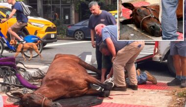 Cause of death revealed for NYC carriage horse Lady, who died on street this week