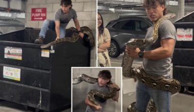 Wild moment reptile wrangler casually captures 20-foot python from Los Angeles dumpster