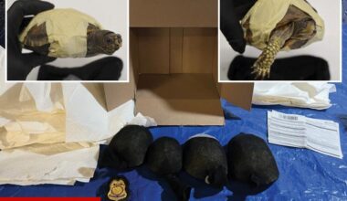 Chinese national in NYC tries to smuggle turtles to Hong Kong