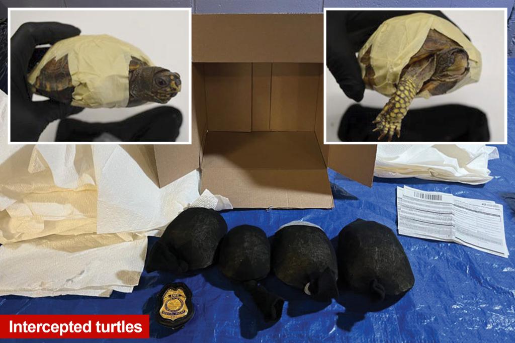 Chinese national in NYC tries to smuggle turtles to Hong Kong
