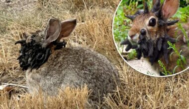 'Frankenstein' bunnies with head spikes invade US