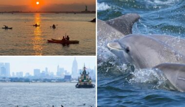 Bottlenose dolphin sightings in NYC thrill lucky viewers