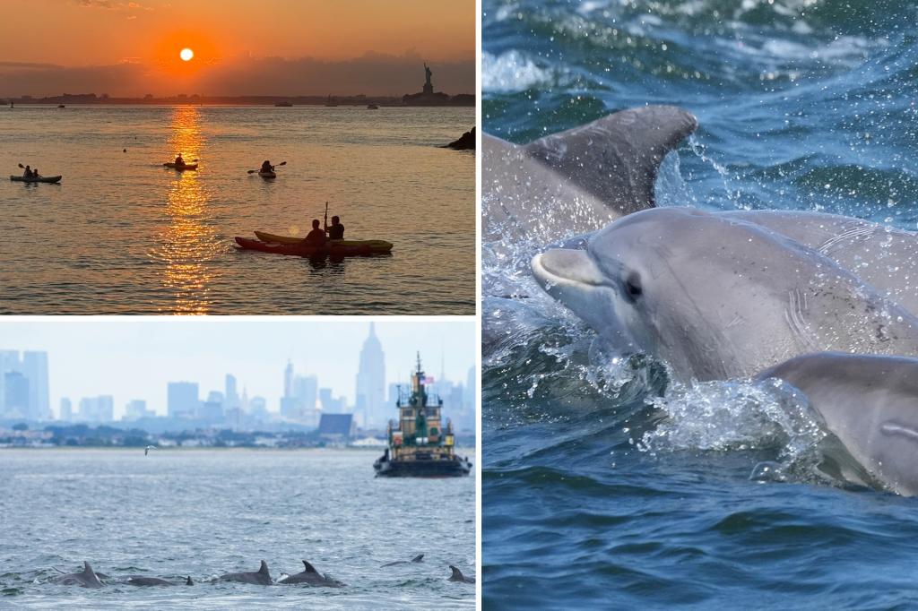 Bottlenose dolphin sightings in NYC thrill lucky viewers