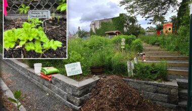Operators of anti-Israel community garden in Queens slapped with vacate order by NYC Parks Dept.
