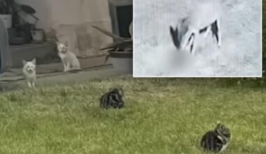 'Zombie' cats invade Los Angeles neighborhood