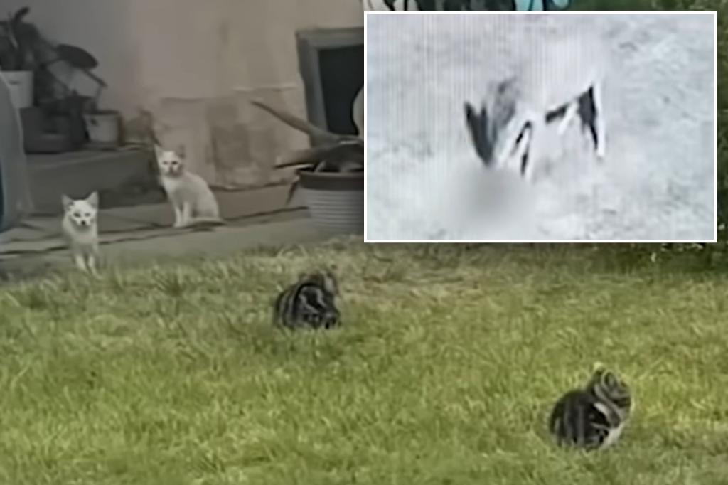'Zombie' cats invade Los Angeles neighborhood