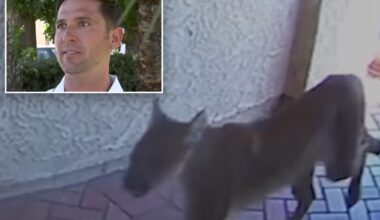 Mountain lion strolls into California home and bumps into man inside