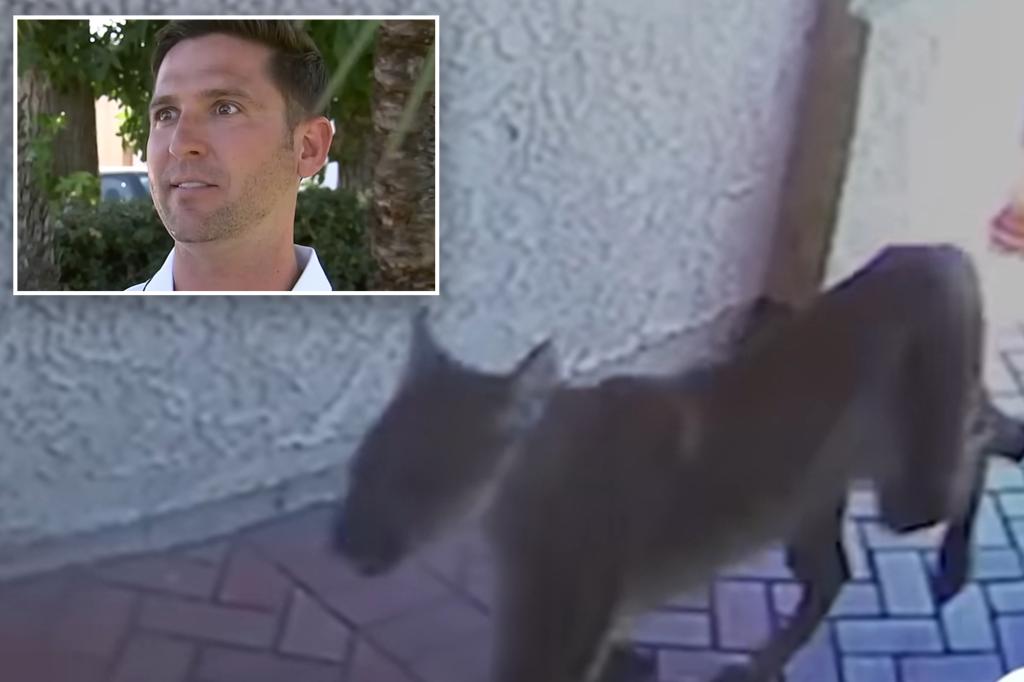 Mountain lion strolls into California home and bumps into man inside