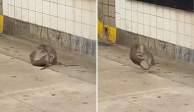 Acrobatic ninja rats caught on subway platform