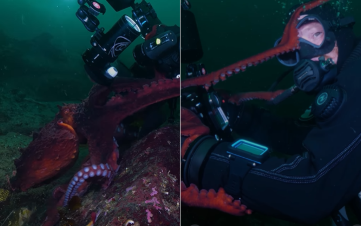 A 12 ft Octopus getting very close.