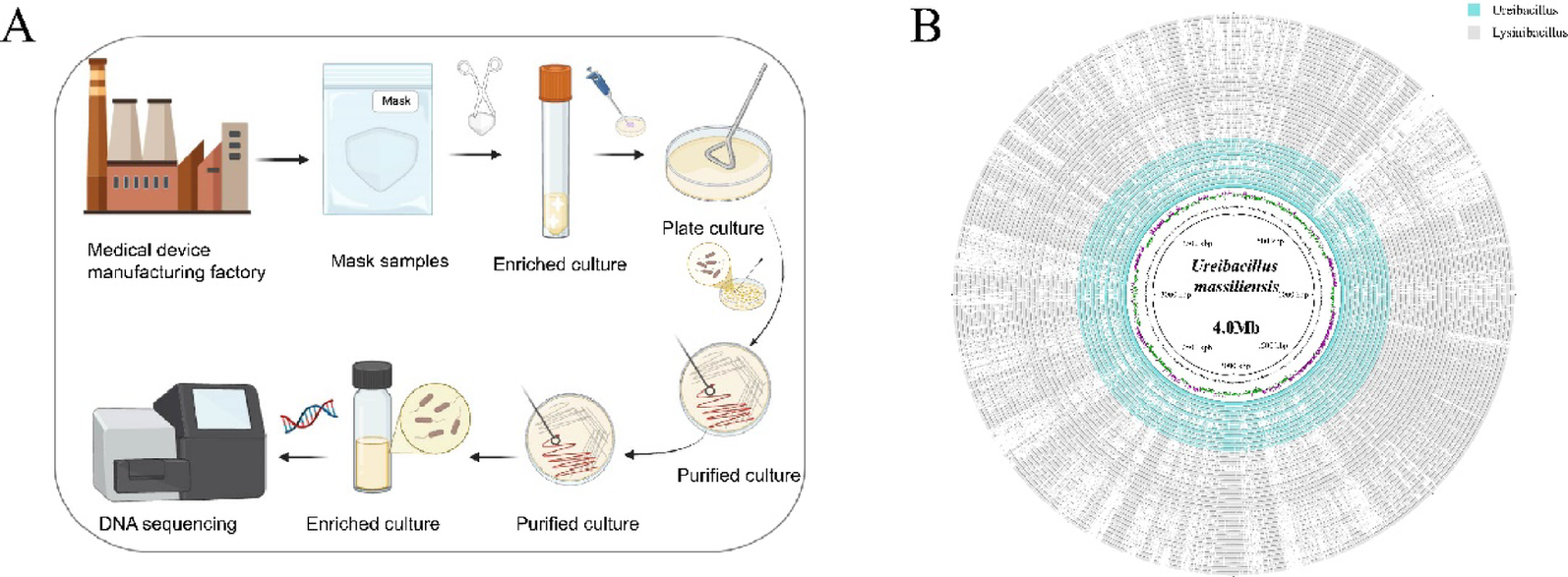 Functional potential and applications of Ureibacillus massiliensis based on whole-genome sequencing analysis | BMC Microbiology