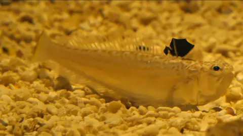Getty Images Weever fish on sea. It has spikes a a dark dorsal fin.