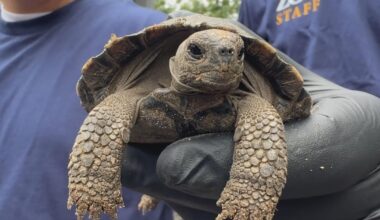 Philadelphia Zoo welcomes 9 more critically endangered Galápagos tortoises born to first-time parents