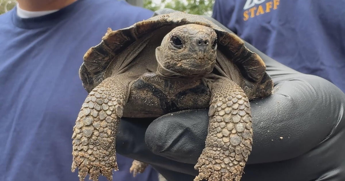 Philadelphia Zoo welcomes 9 more critically endangered Galápagos tortoises born to first-time parents
