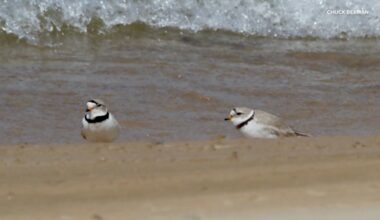 Piping plover bird 'Ferris' killed by hawk at Chicago's Montrose Beach, local birding group Chicago Piping Plovers says