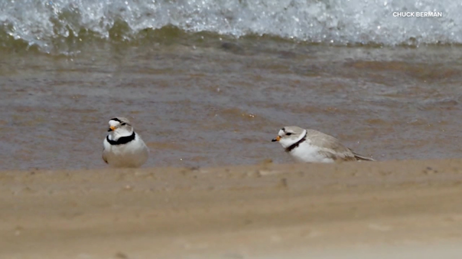 Piping plover bird 'Ferris' killed by hawk at Chicago's Montrose Beach, local birding group Chicago Piping Plovers says