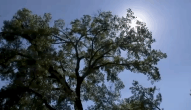 Summer weather in Texas: The science behind types of heat, difference in exercising in humid versus dry heat