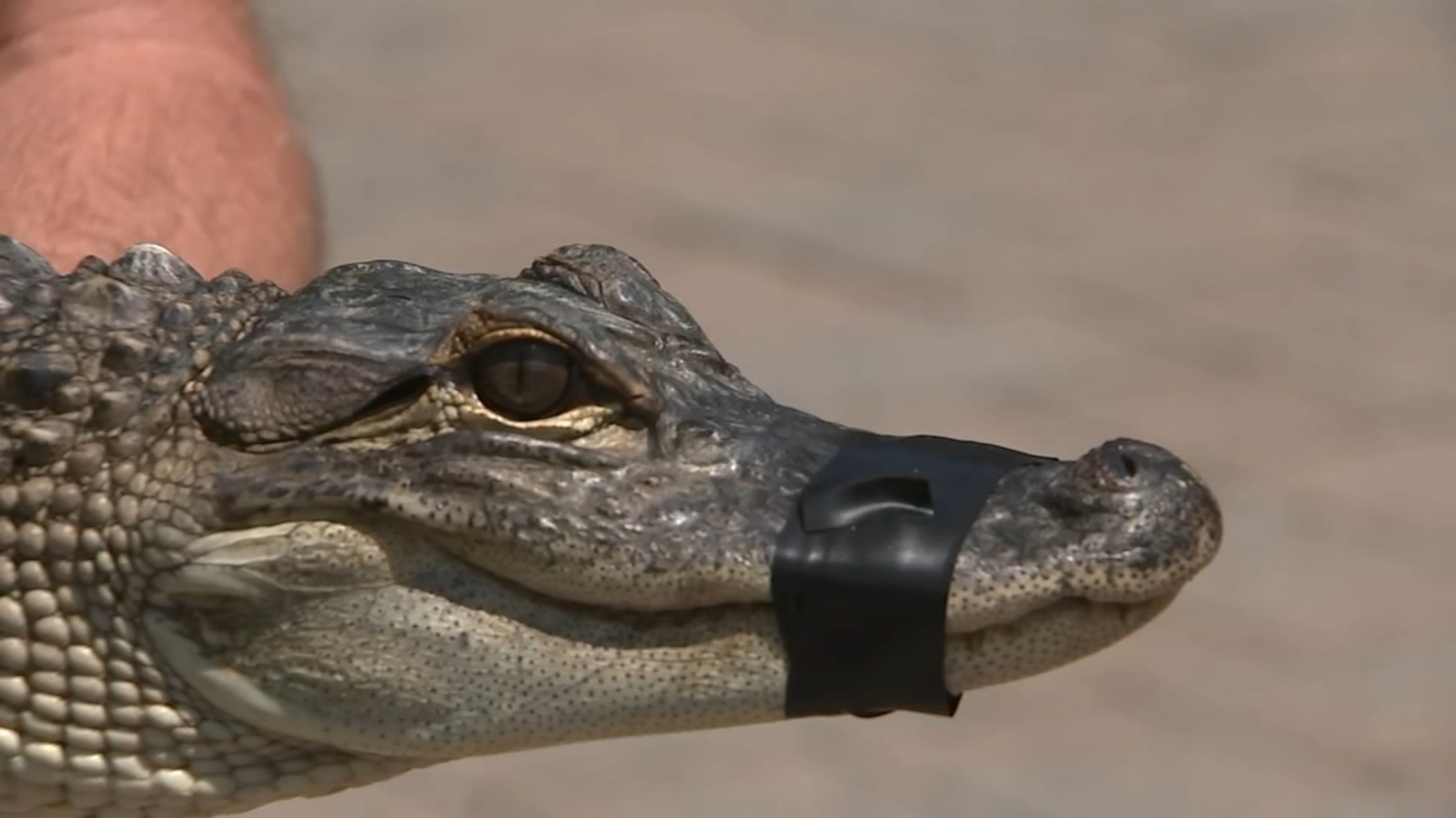 Alligator caught in Bucks County's Magnolia Lake after kayaker's surprise encounter