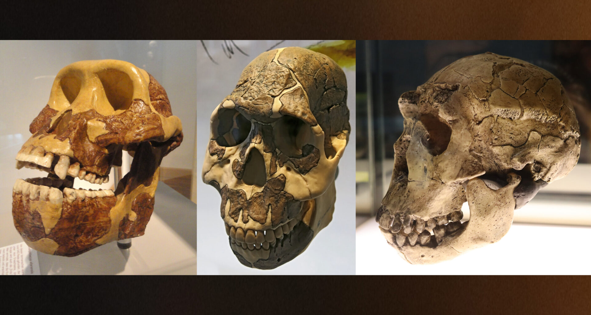 Changes in diet drove physical evolution in early humans