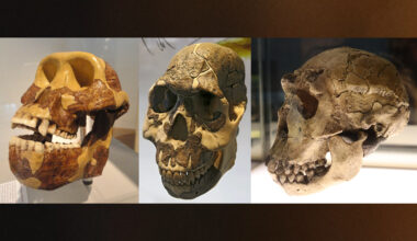 Changes in diet drove physical evolution in early humans