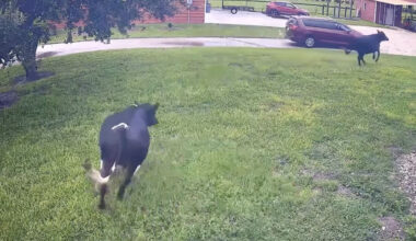 Watch Cows Transform Into Giant Puppies When They See Their Mom Get Home