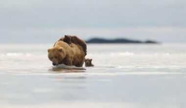 Have You Seen This? Bear cubs hitch a ride on mom's back to cross water