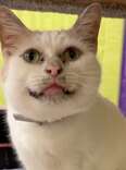 No One Wants To Adopt Unique Cat Because They Think He Looks 'Dirty'