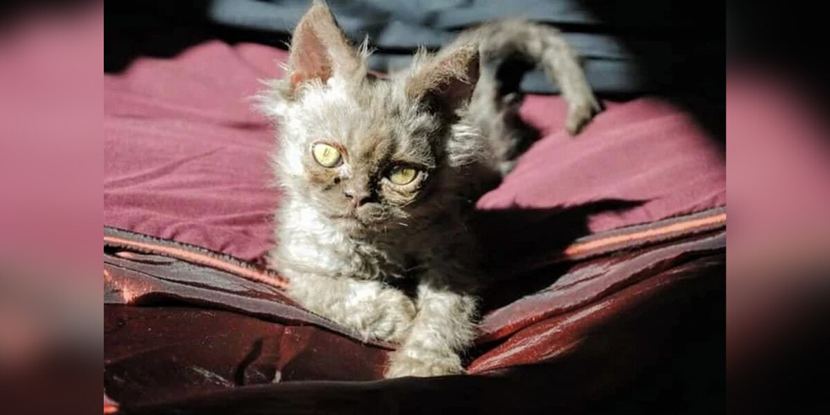 Woman Not Entirely Convinced The Cat She Adopted Isn't Part Alien