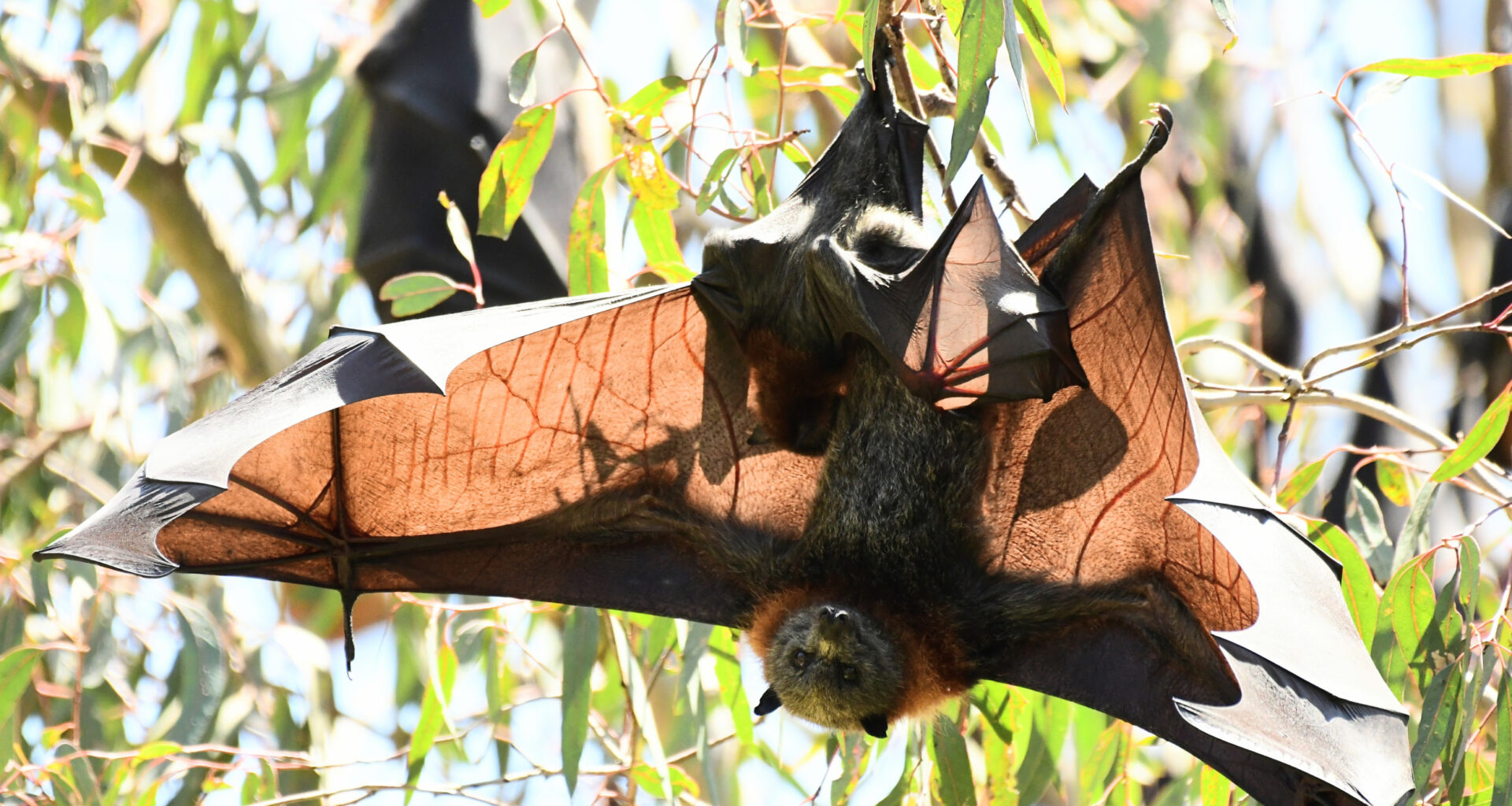 bat