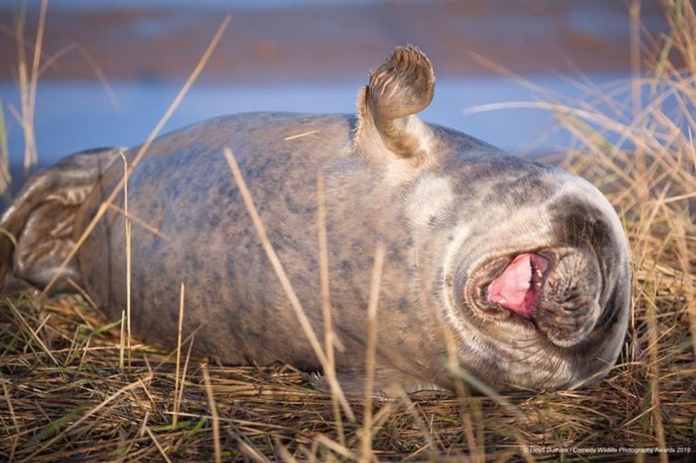 funny animal photos, comedy wildlife photography awards, 2019 wildlife photos, hilarious animal pictures, wildlife humor, funny nature moments, animal photo contest, otters, squirrels, wildlife conservation