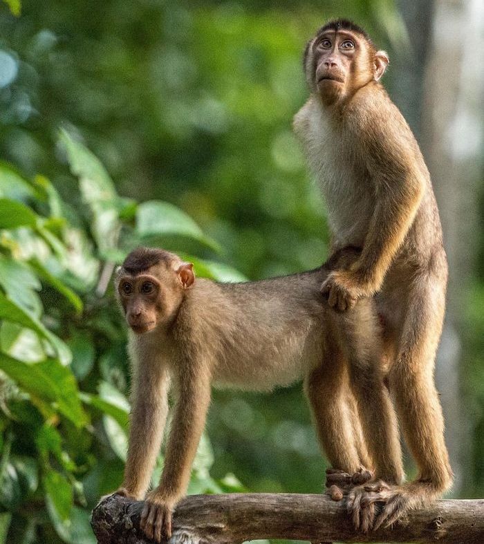 funny animal photos, comedy wildlife photography awards, 2019 wildlife photos, hilarious animal pictures, wildlife humor, funny nature moments, animal photo contest, otters, squirrels, wildlife conservation