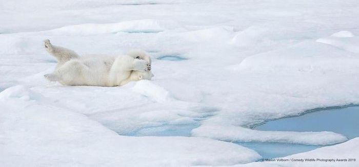 funny animal photos, comedy wildlife photography awards, 2019 wildlife photos, hilarious animal pictures, wildlife humor, funny nature moments, animal photo contest, otters, squirrels, wildlife conservation