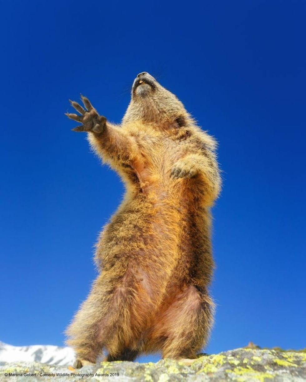 funny animal photos, comedy wildlife photography awards, 2019 wildlife photos, hilarious animal pictures, wildlife humor, funny nature moments, animal photo contest, otters, squirrels, wildlife conservation